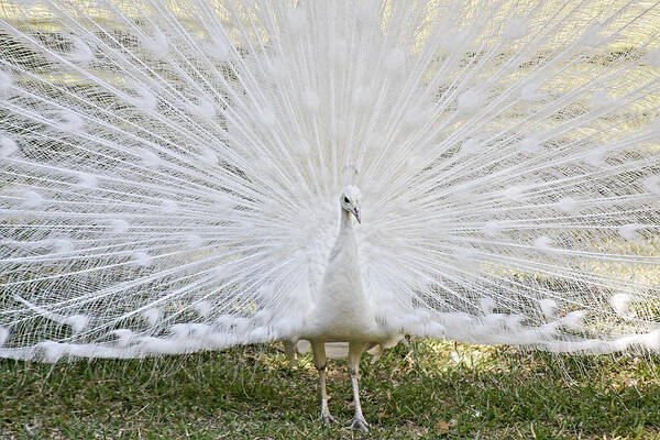 White Poster featuring the photograph White Peacock - Fountain of Youth by Alexandra Till