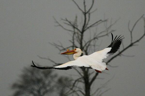 White Pelican Poster featuring the photograph White Pelican Flight by John Dart