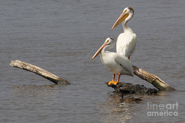 Pair Of White Pelicans Perched On Driftwood In The Middle Of The Mississippi River Poster featuring the photograph White pelican perch by Heidi Brandt