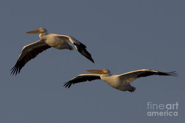 American White Pelican Poster featuring the photograph White Pelican Photograph by Meg Rousher