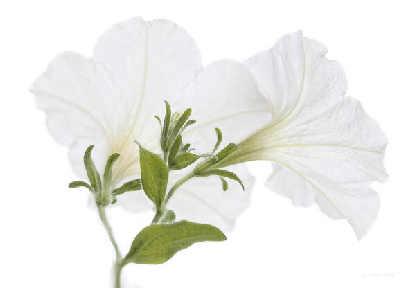 Petunia Poster featuring the photograph White Petunia Flowers on White by Jennie Marie Schell