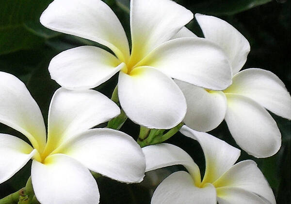 Hawaii Iphone Cases Poster featuring the photograph White Plumeria by James Temple