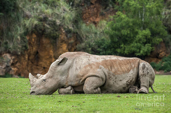 White Rhino Poster featuring the photograph White rhino 16 by Arterra Picture Library