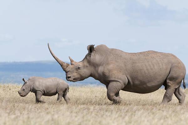 Feb0514 Poster featuring the photograph White Rhinoceros And Calf Kenya by Tui De Roy