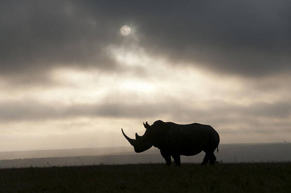 Feb0514 Poster featuring the photograph White Rhinoceros At Sunset Kenya by Tui De Roy