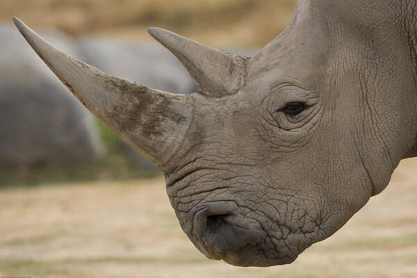 Feb0514 Poster featuring the photograph White Rhinoceros Portrait by San Diego Zoo