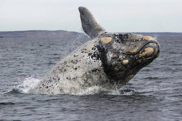 Feb0514 Poster featuring the photograph White Southern Right Whale Breaching by Hiroya Minakuchi