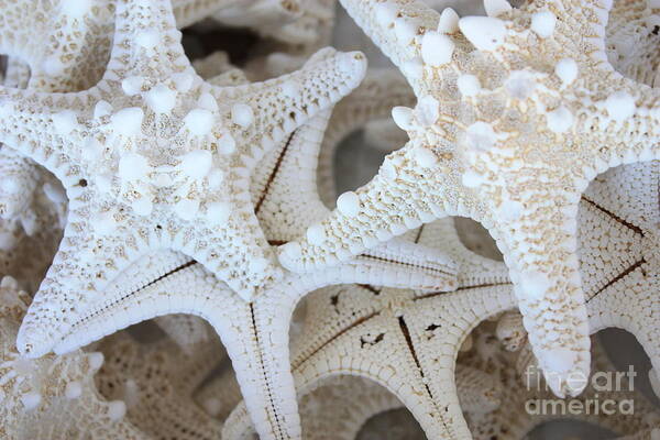 White Poster featuring the photograph White Starfish by Carol Groenen