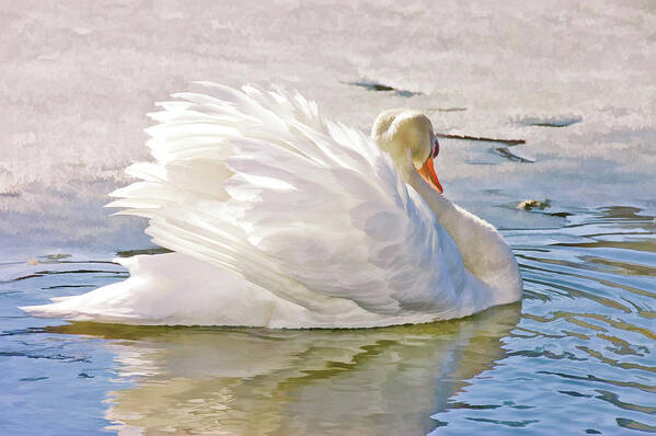 Waterfowl Poster featuring the photograph White Swan by Elaine Manley