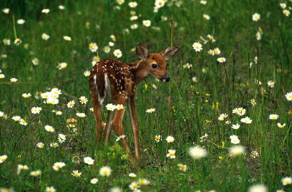 Camouflage Poster featuring the photograph White-tailed Fawn In Oxeye Daisies by Jeffrey Lepore