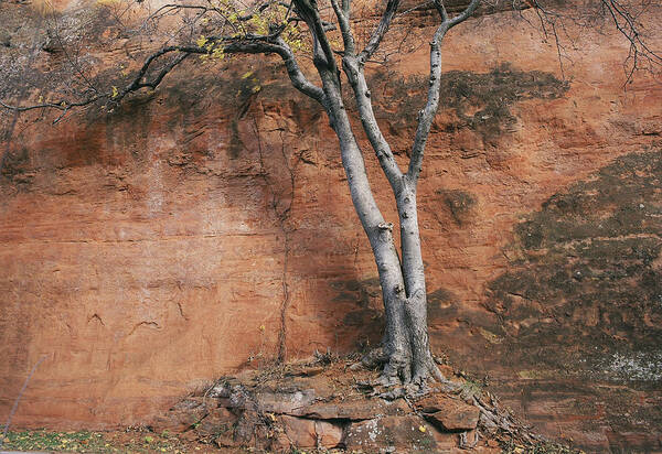 Old Poster featuring the photograph White Tree and Red Rock Face by Richard Smith