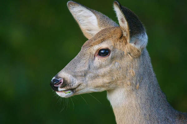 Deer Poster featuring the photograph Whitetail Deer by Alan Hutchins