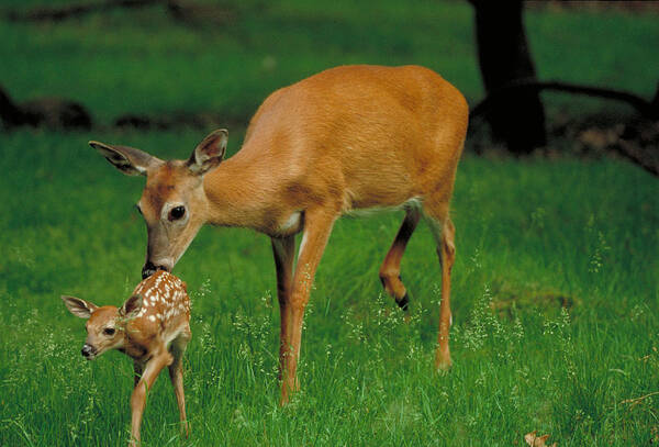 Deer Poster featuring the photograph Whitetail Deer With Fawn by Stephen J. Krasemann