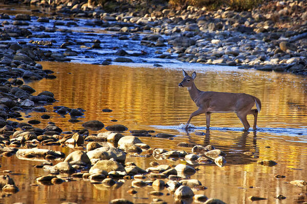 Whitetail Doe Poster featuring the photograph Whitetail Doe Crossing the Buffalo National River by Michael Dougherty