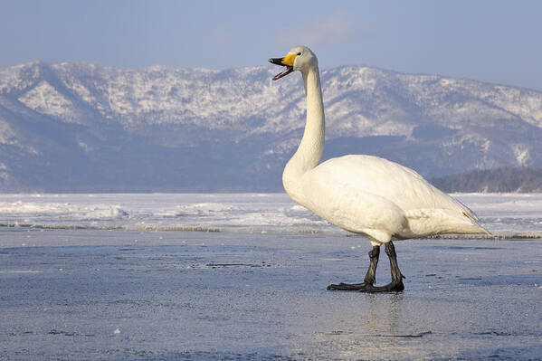 Nis Poster featuring the photograph Whooper Swan Calling Hokkaido Japan by Andre Gilden