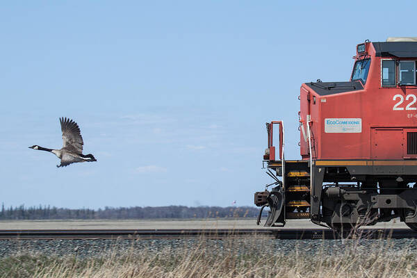 Goose Poster featuring the photograph Train Chasing Canada Goose by Steve Boyko