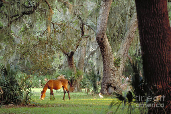 Landscape Poster featuring the photograph Wild Horse on Cumberland Island in Georgia by Art Wolfe