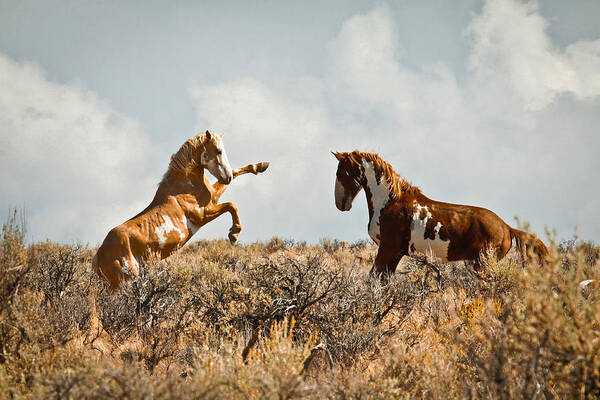 Horses Poster featuring the photograph Wild Horse Fight by Steve McKinzie