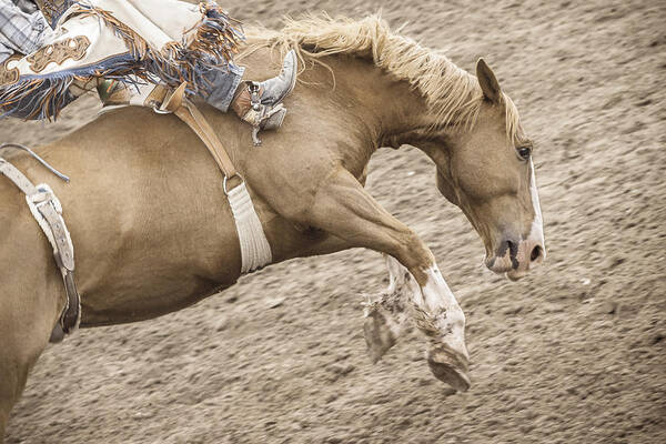 Rodeo Poster featuring the photograph Wild Ride by Caitlyn Grasso