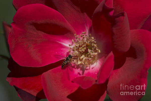 Flickr Explore Image Poster featuring the photograph Wild Rose by Dan Hefle