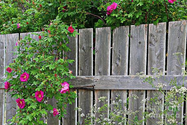 Wild Roses And Weathered Fence Poster featuring the photograph Wild Roses and Weathered Fence by Barbara A Griffin