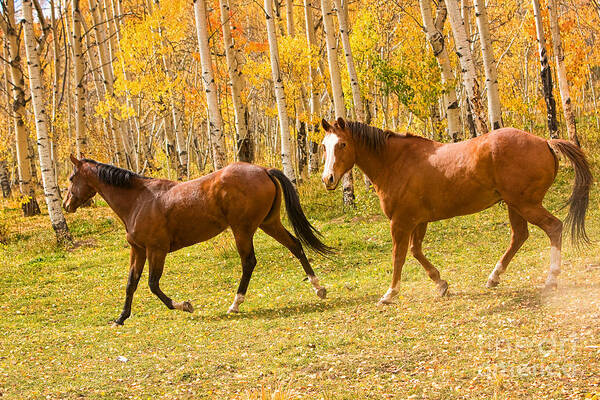 Horses Poster featuring the photograph Wild Trotting Autumn Horses by James BO Insogna