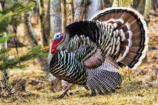 Wild Turkey Poster featuring the photograph Wild Turkey by Gary Beeler