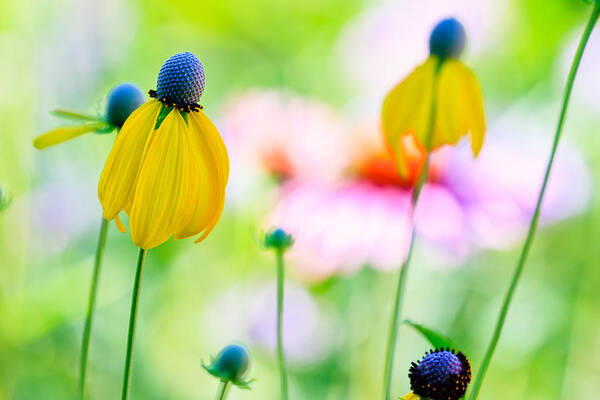 Flowers Poster featuring the photograph Wildflowers by Ben Graham