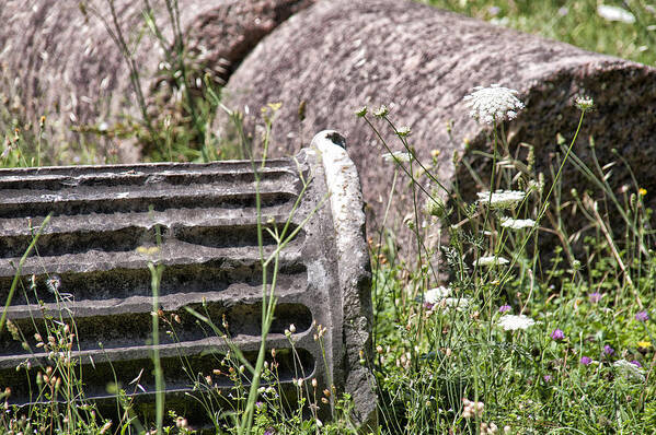 Abandoned Poster featuring the photograph Wildflowers in the Roman Forum by Melany Sarafis