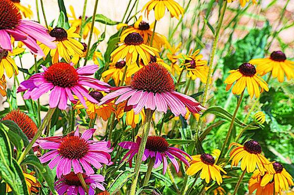 Pink Flowers Poster featuring the photograph Wildflowers by Karen McKenzie McAdoo