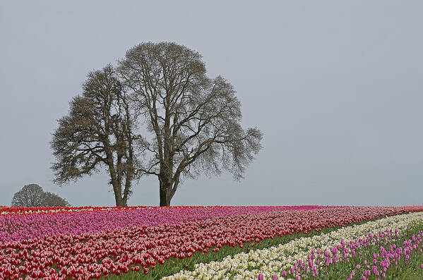 Pacific Poster featuring the photograph Willamette Valley Tulips by Nick Boren