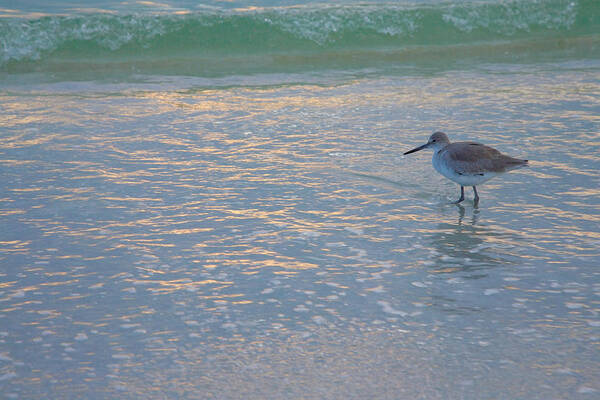 Bird Poster featuring the photograph Willet At Dusk by Steven Ainsworth