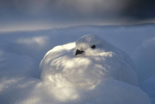 Feb0514 Poster featuring the photograph Willow Ptarmigan Camouflaged Alaska by Michael Quinton