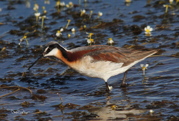 Bird Poster featuring the photograph Wilson's Phalarope by David Salter