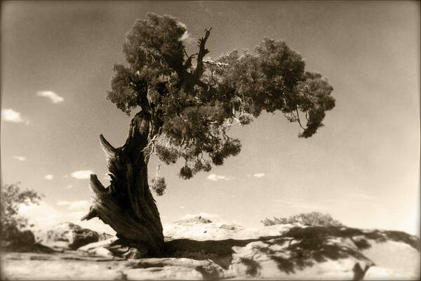 Tree Poster featuring the photograph Wind Swept Tree by Scott Norris