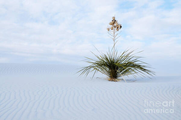Yucca Poster featuring the photograph Windblown Yucca by Vivian Christopher