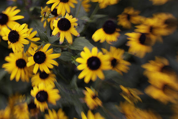 Flowers Poster featuring the photograph Windy Susan by Jean Macaluso