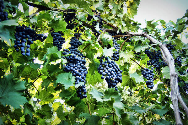 Grape Poster featuring the photograph Wine on the Vine by Cricket Hackmann