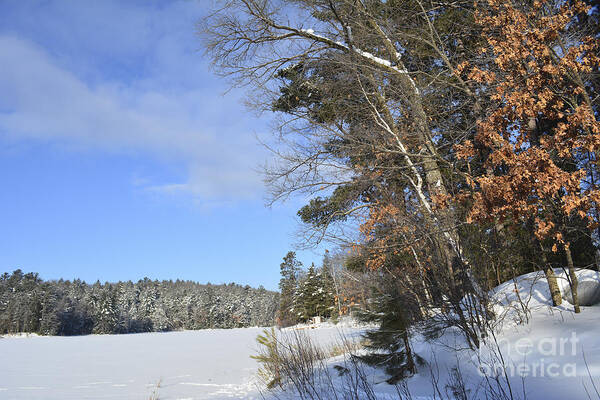 Winter Poster featuring the photograph Winter at Long Lake by Forest Floor Photography