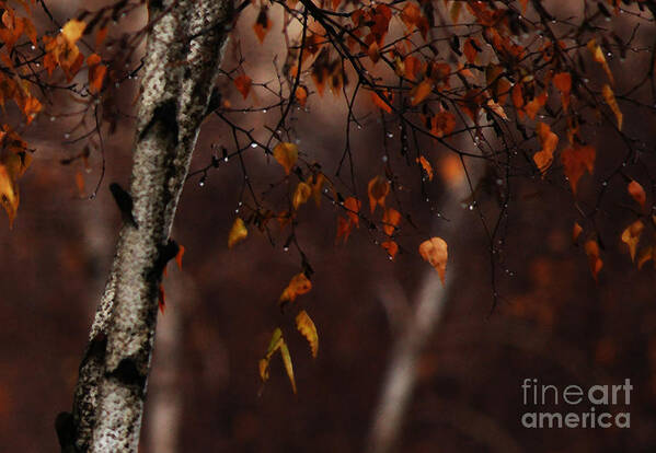 Tree Poster featuring the photograph Winter Birch by Linda Shafer