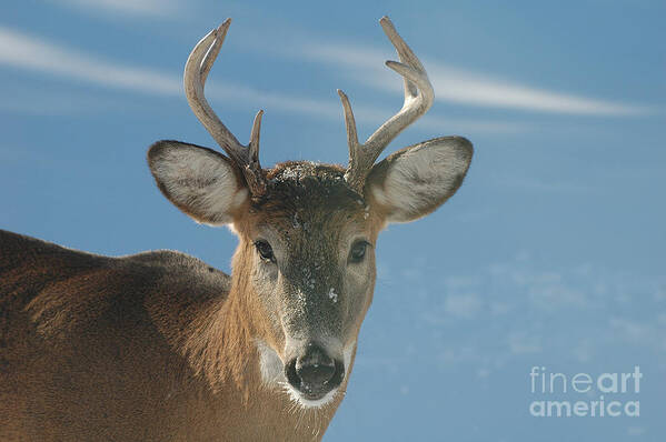 Eight-point Buck Poster featuring the photograph Winter Buck by Joan Wallner