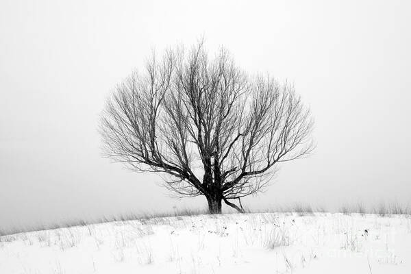 Tree Poster featuring the photograph Tree On A Hill #1 by Glenn Gordon