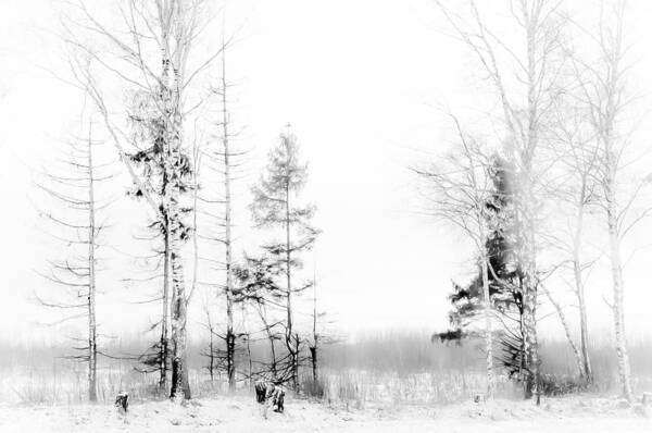 Jenny Rainbow Fine Art Photography Poster featuring the photograph Winter Drawing by Jenny Rainbow