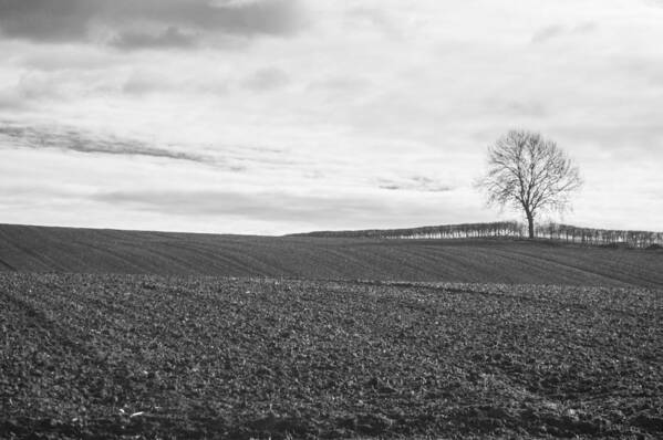 Black And White Poster featuring the photograph Winter field by Gregg Lippitt