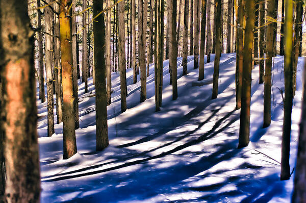 Trees Poster featuring the photograph Winter Forest by Douglas Pike