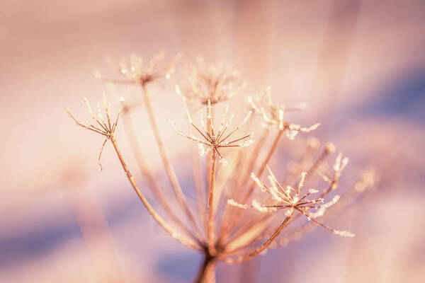 Sweden Poster featuring the photograph Winter Frozen Flower With Frost by Anette Kristiansson