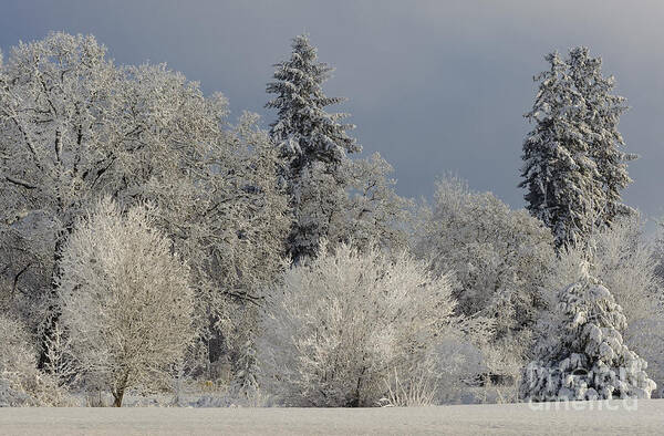 America Poster featuring the photograph Winter In Oregon by John Shaw