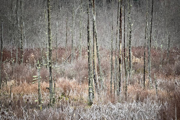 Forest Poster featuring the photograph Winter Marsh by Ronda Broatch
