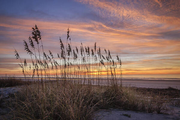 Charleston Poster featuring the photograph Winter Oats by Steve DuPree