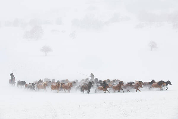 Horse Poster featuring the photograph Winter Pastures by Tony Xu
